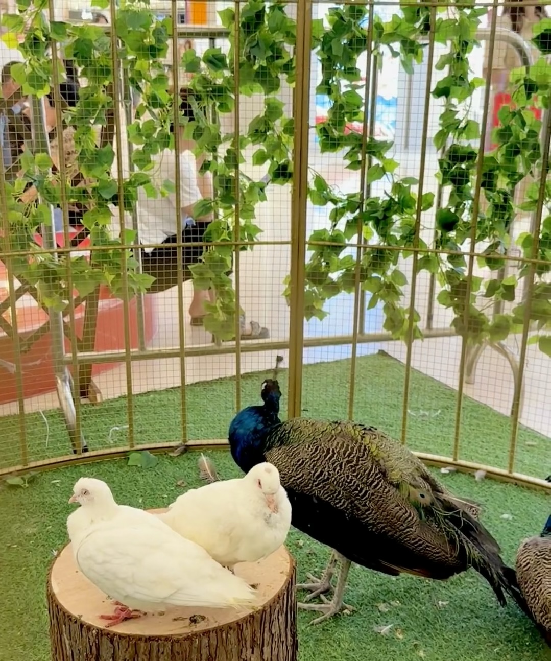 百鸟展引流策划春季五一引流好资源