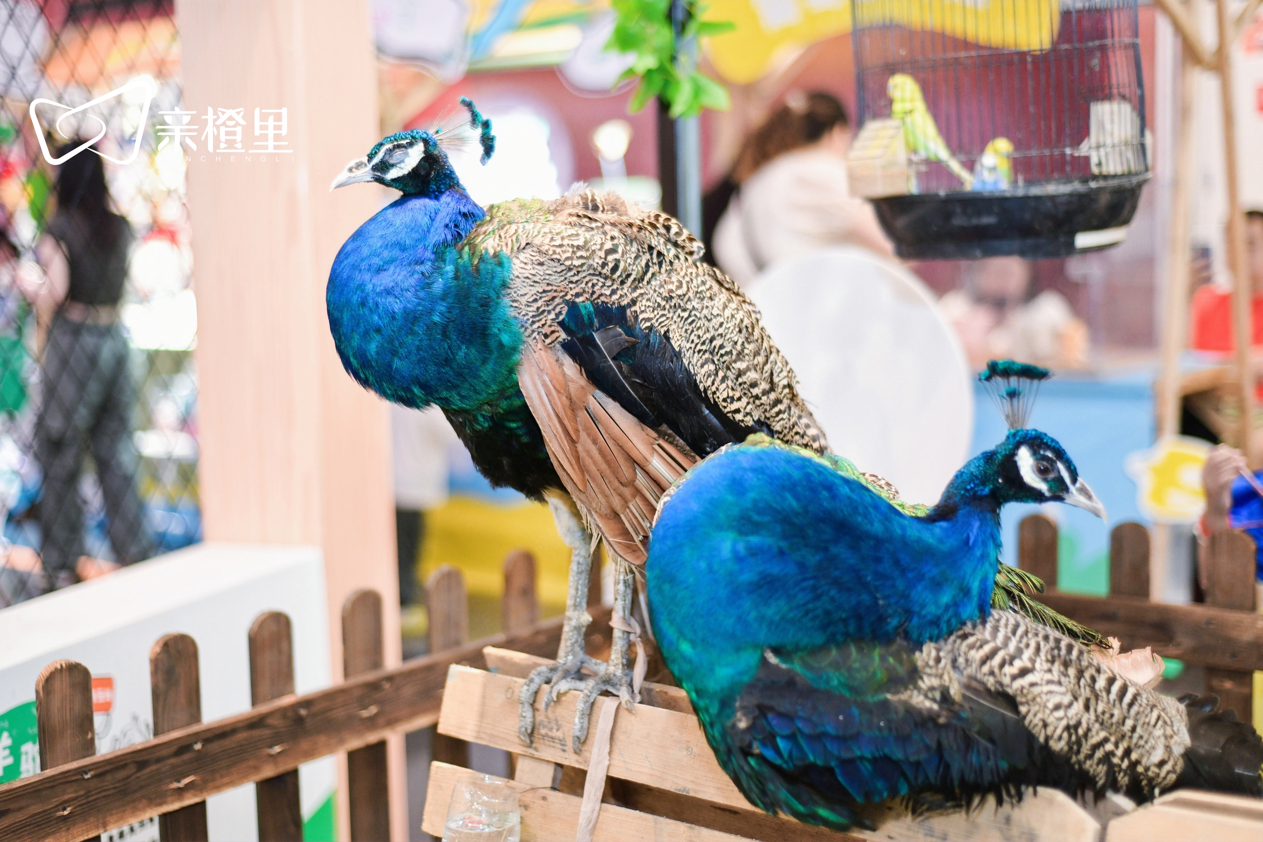 百鸟展出租，百鸟展租赁