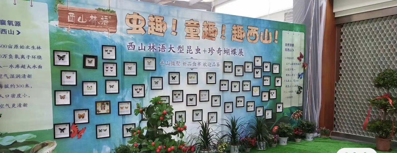 春季春暖花开<font style="color: #FF8F00 !important;">蝴蝶</font>点最标本出租引流客源<font style="color: #FF8F00 !important;">蝴蝶</font>