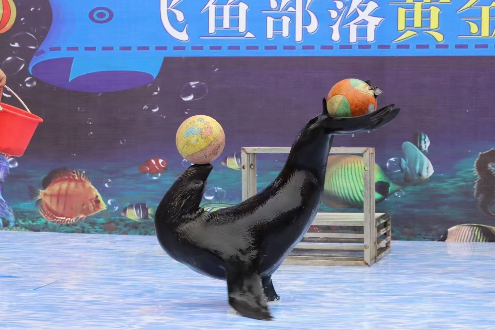 萌宠展动物展羊驼海狮出租