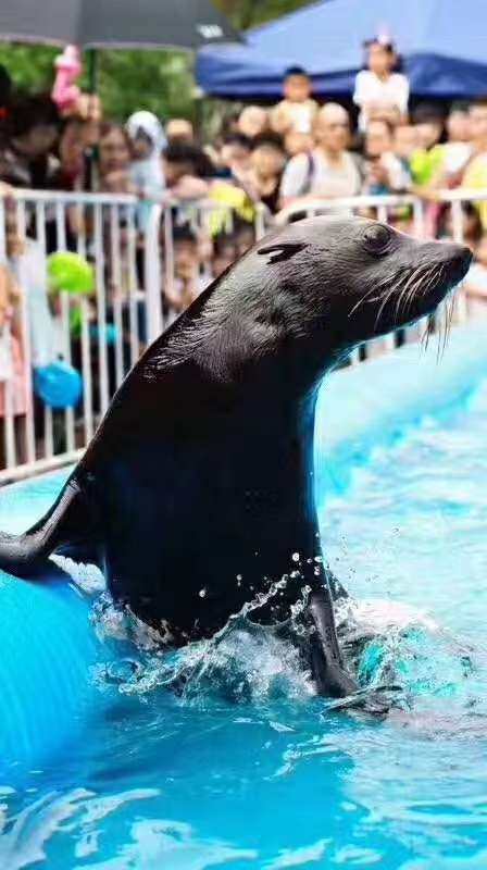 海狮表演出租 海狮表演租赁