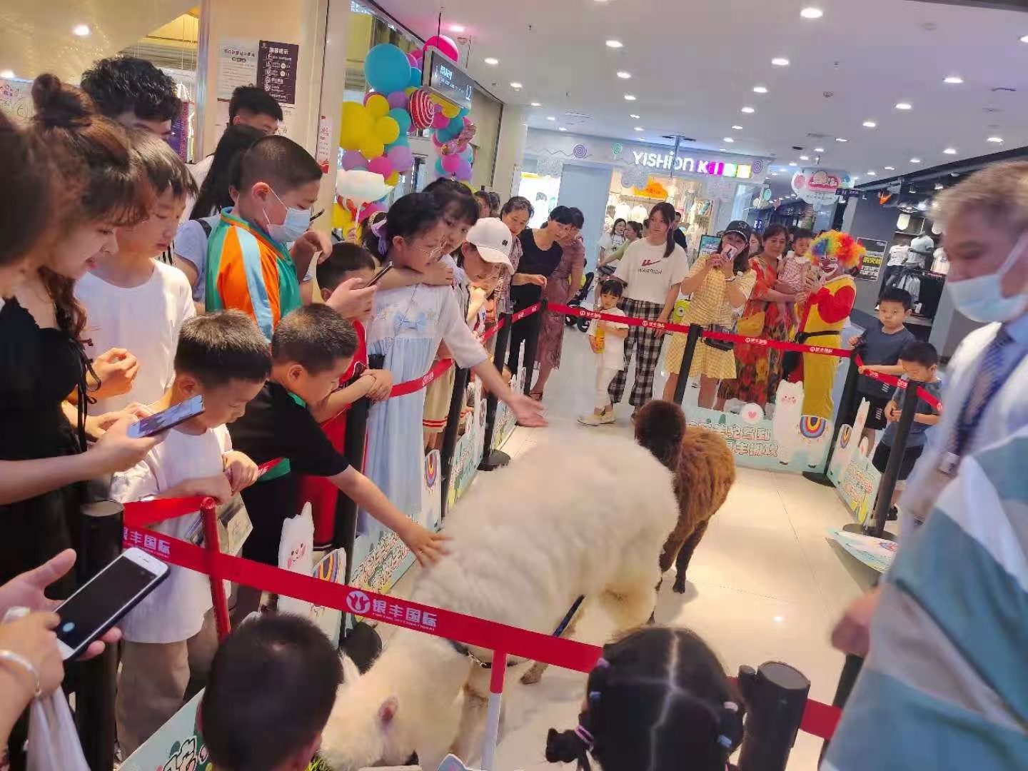 神兽呆萌羊驼出租活体动物展览暖场互动