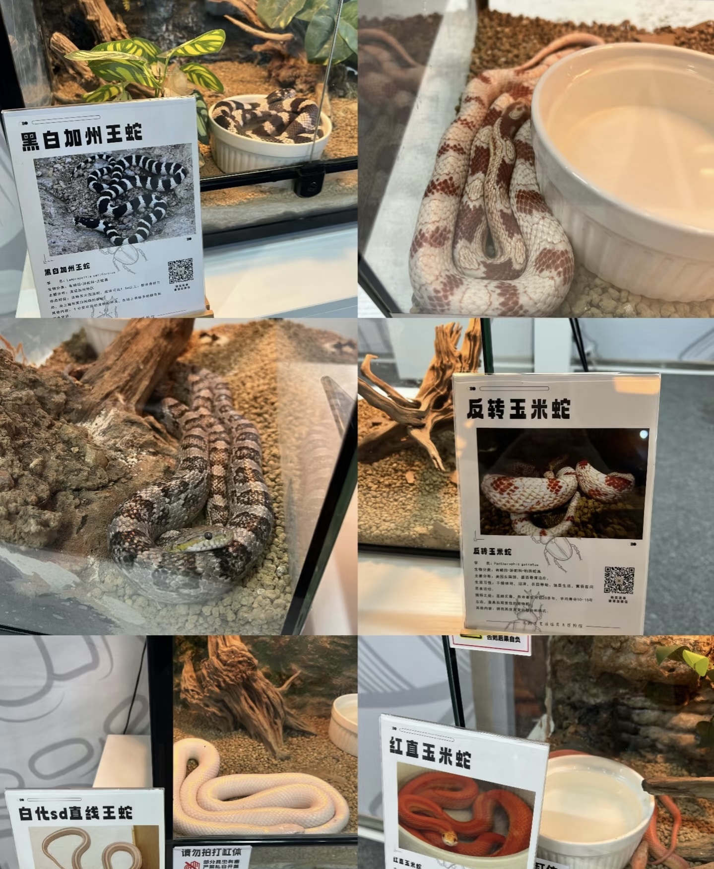 爬虫展览活体蝴蝶标本出租引流策划好资源