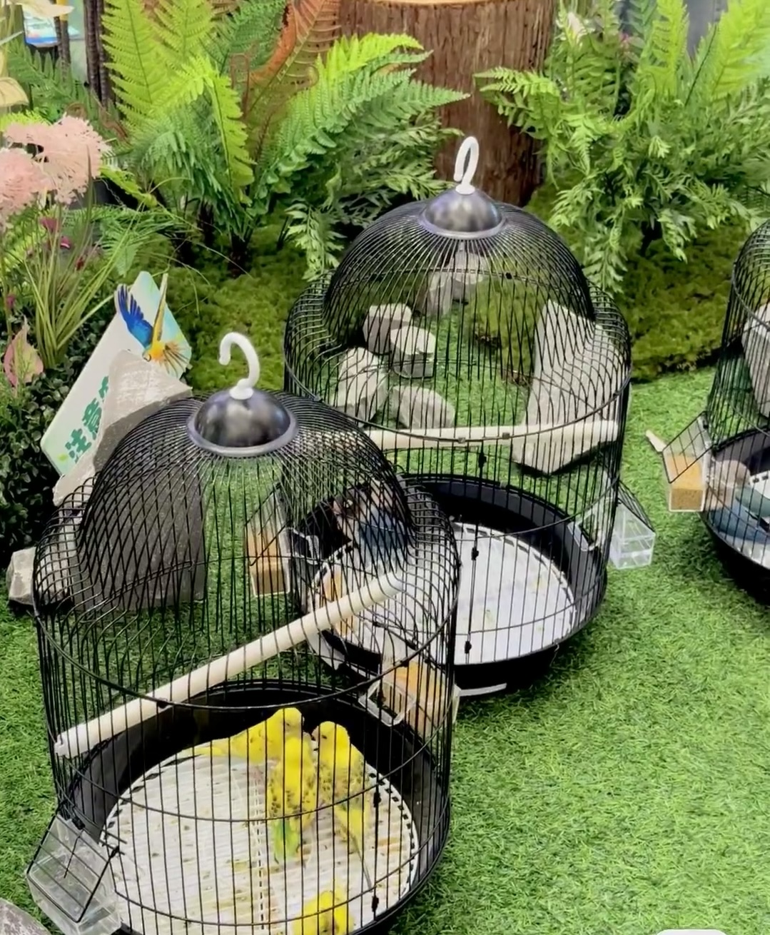 百鸟展引流策划春季五一引流好资源