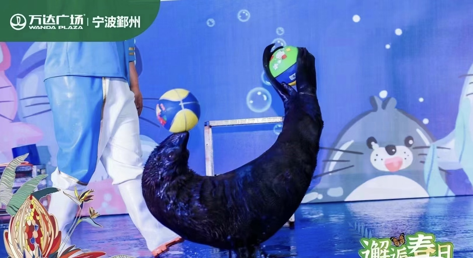五一海狮表演出租暖场引流好资源推荐一手资