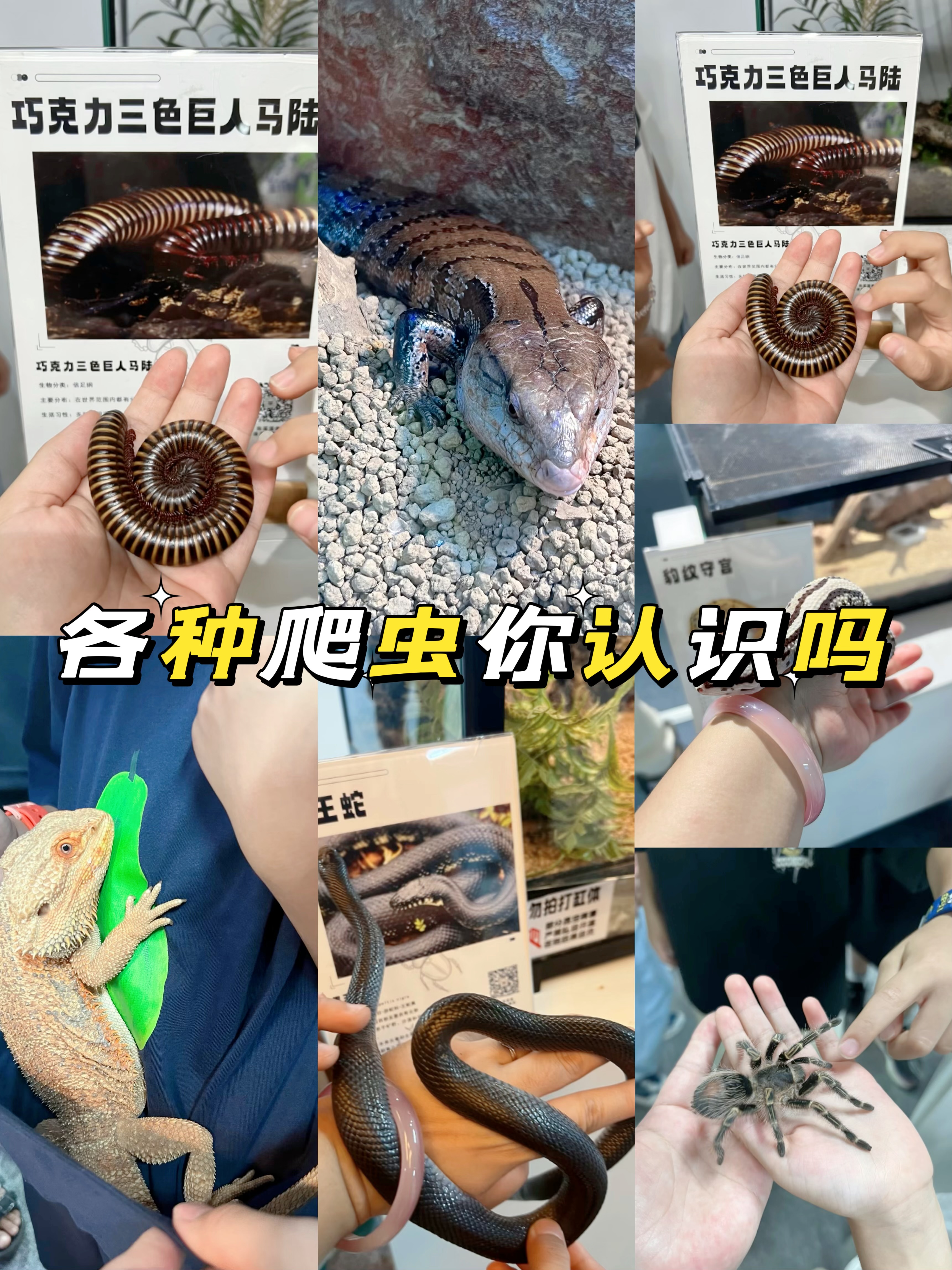 爬虫展览活体蝴蝶标本出租引流策划好资源