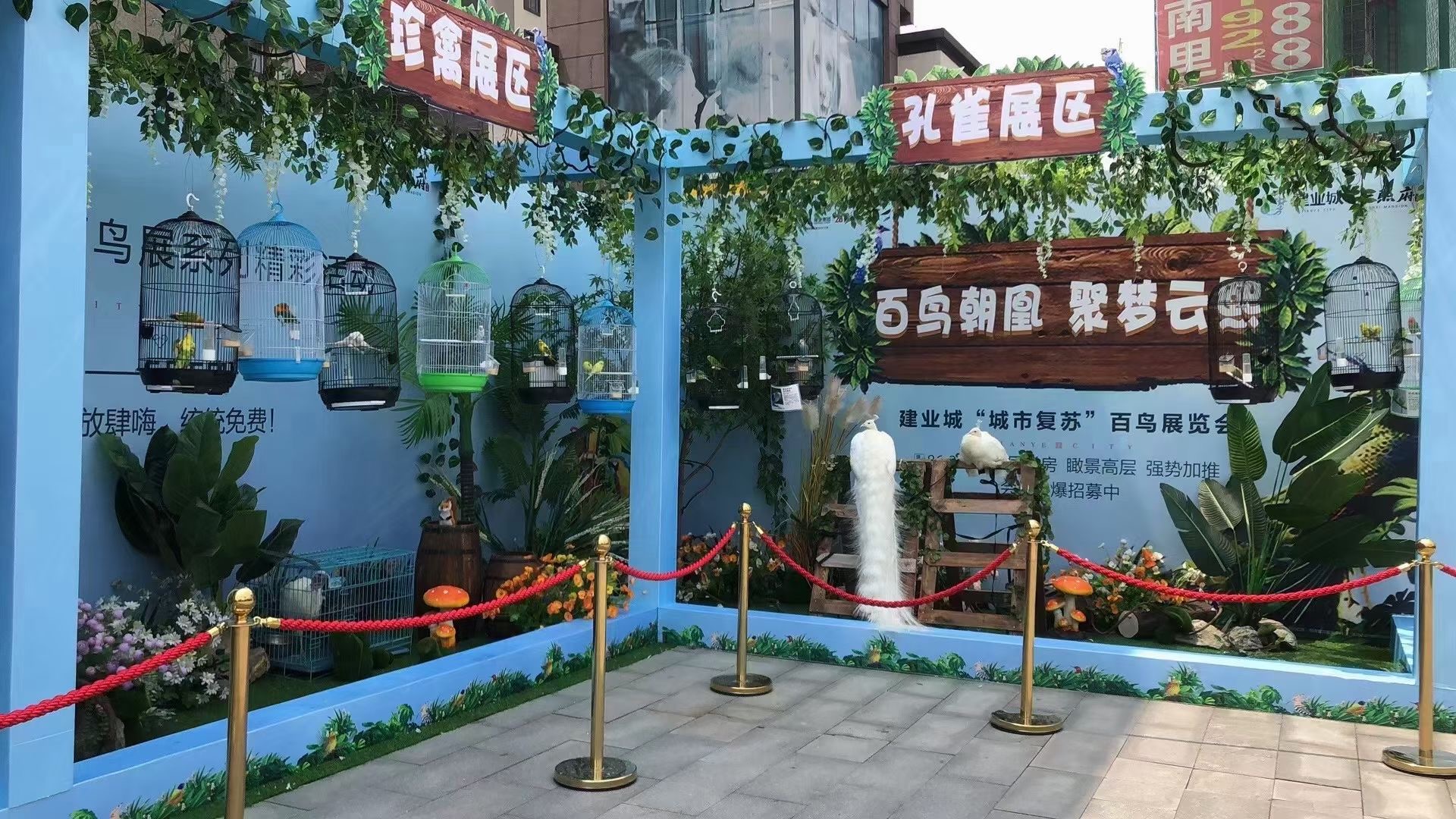 百鸟展出租，百鸟展租赁