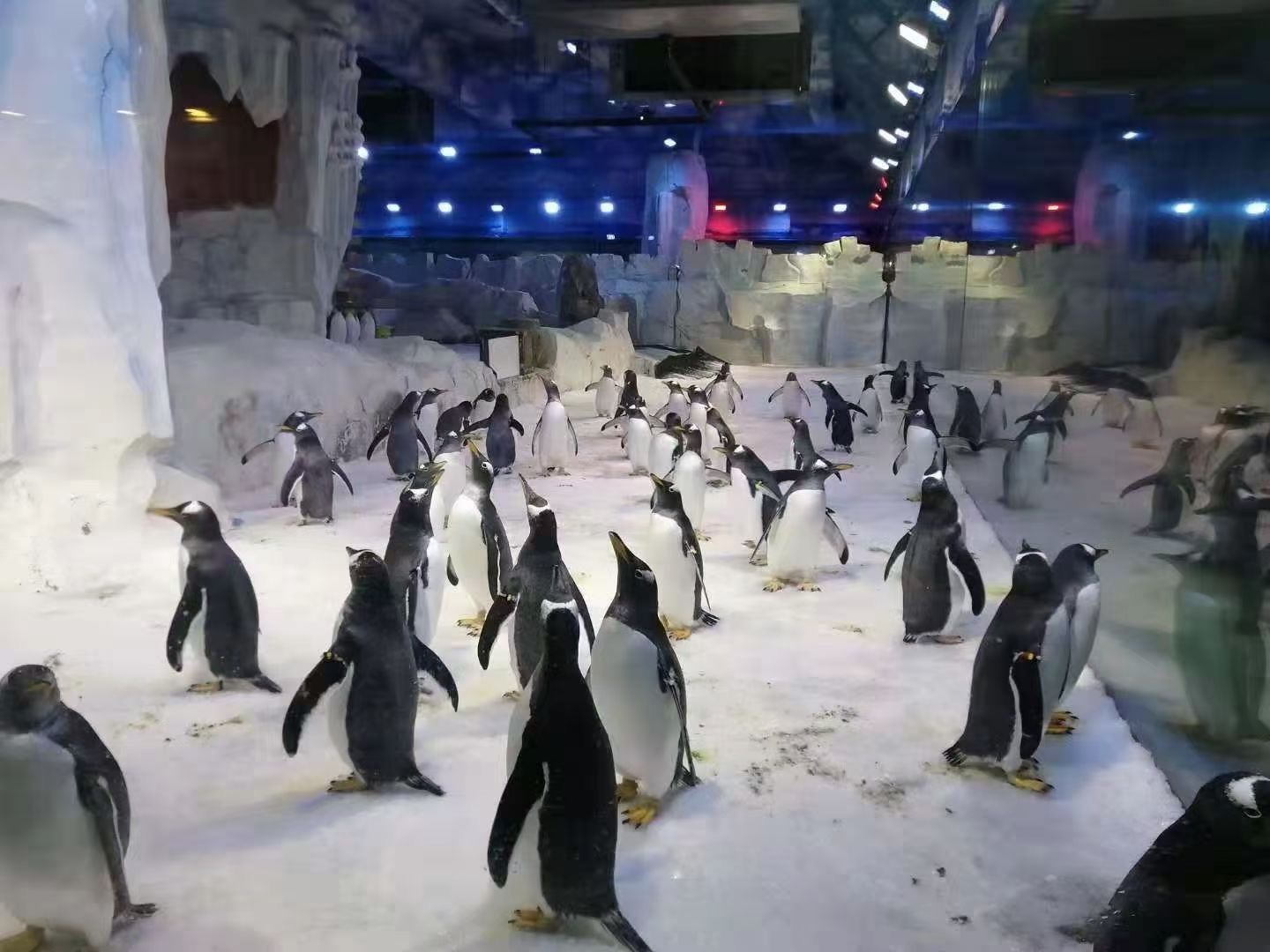 企鹅出租 企鹅租赁  