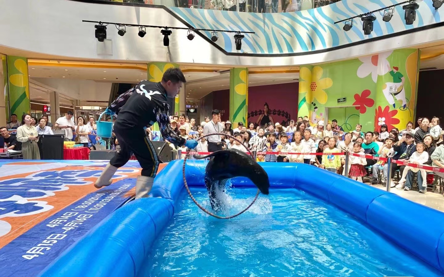活体南美海狮表演出租暑期暖场引流互动展览
