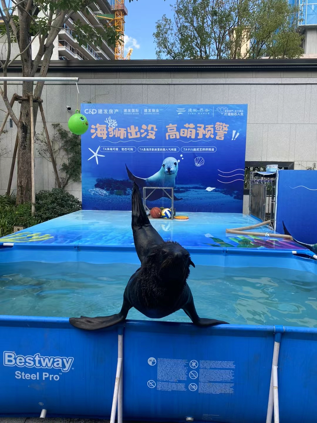 活体南美海狮表演出租暑期暖场引流互动展览