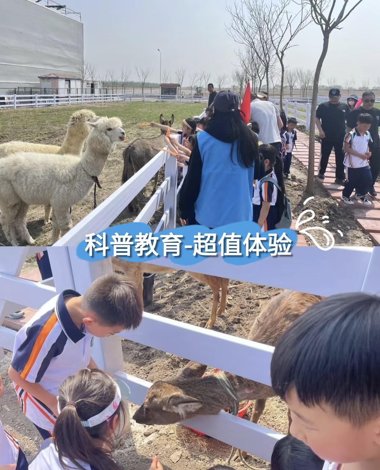 矮马出租萌马乐园马年引流必备