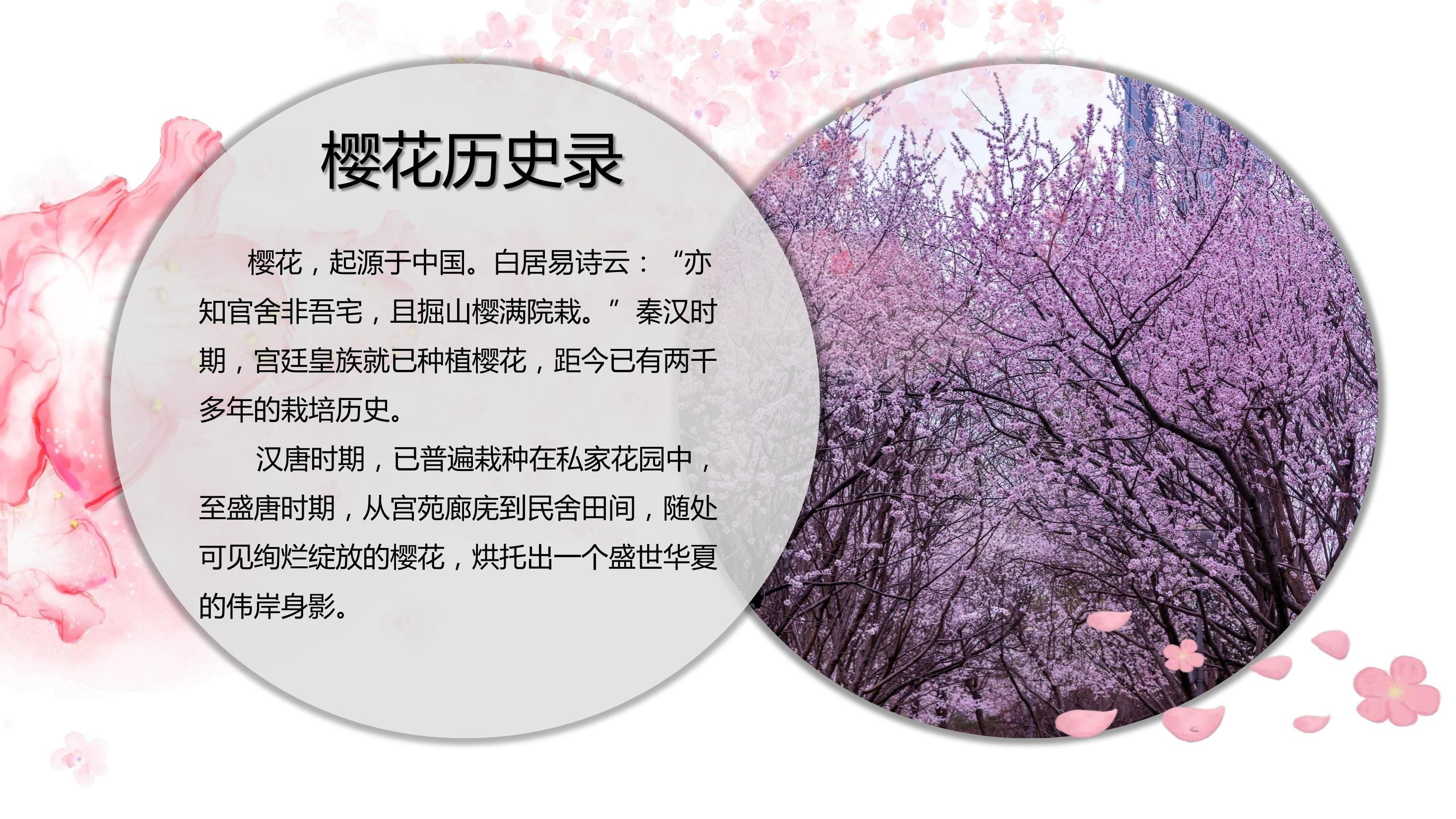 中国传统的樱花文化图片