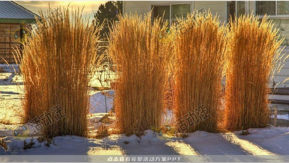 嘉年华活动策划方案