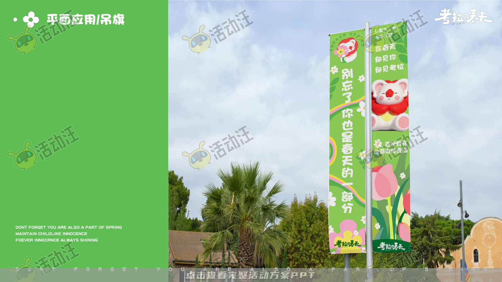 考拉的春天