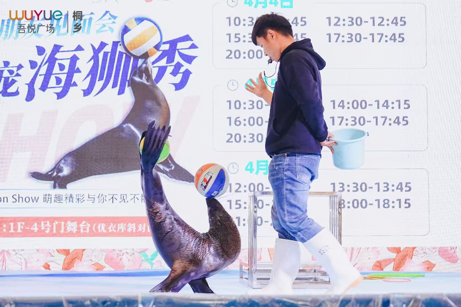 海狮表演出租，海狮表演租赁