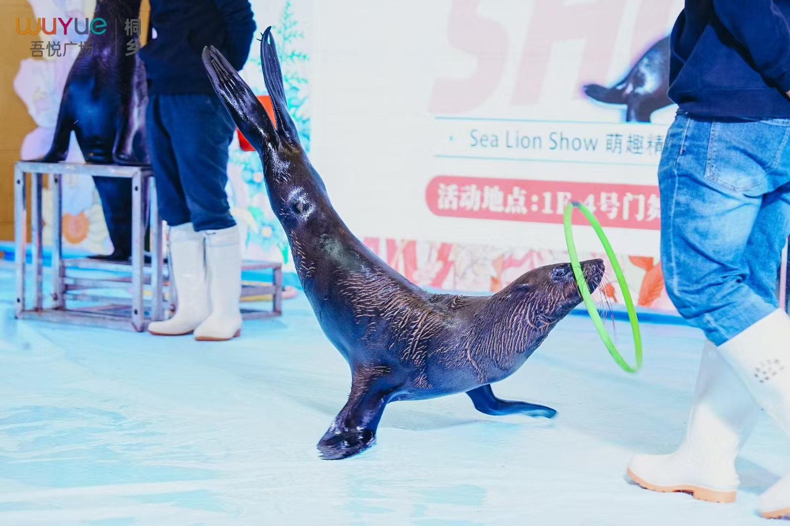 海狮表演出租，海狮表演租赁