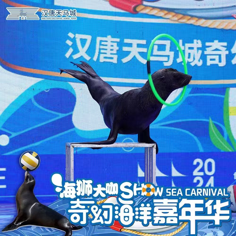 海狮表演出租，海狮表演租赁