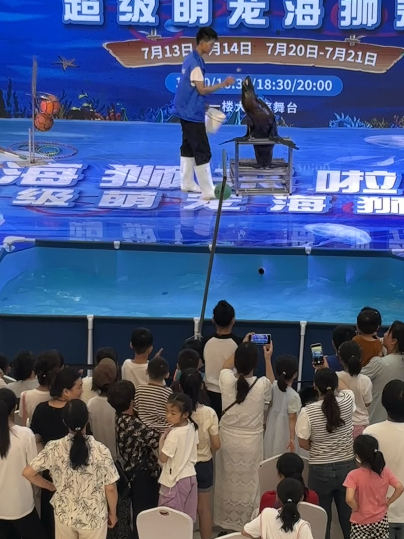 海狮表演出租，海狮表演租赁