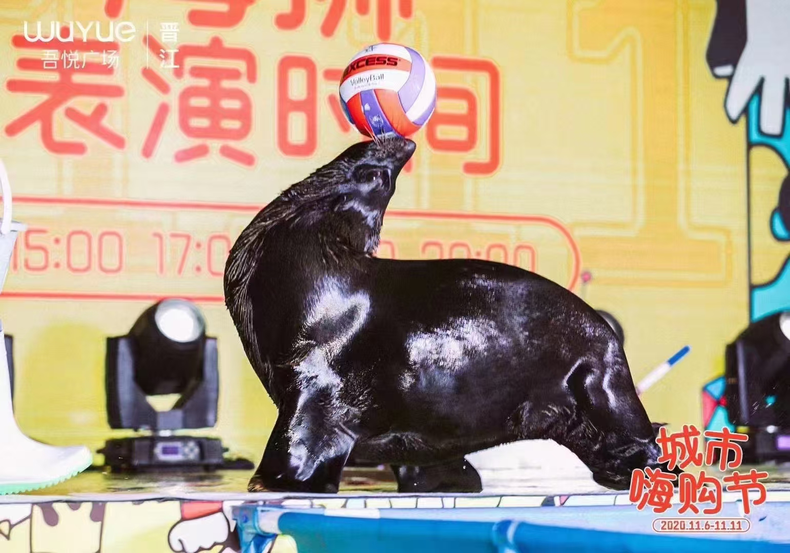 海狮表演出租，海狮表演租赁