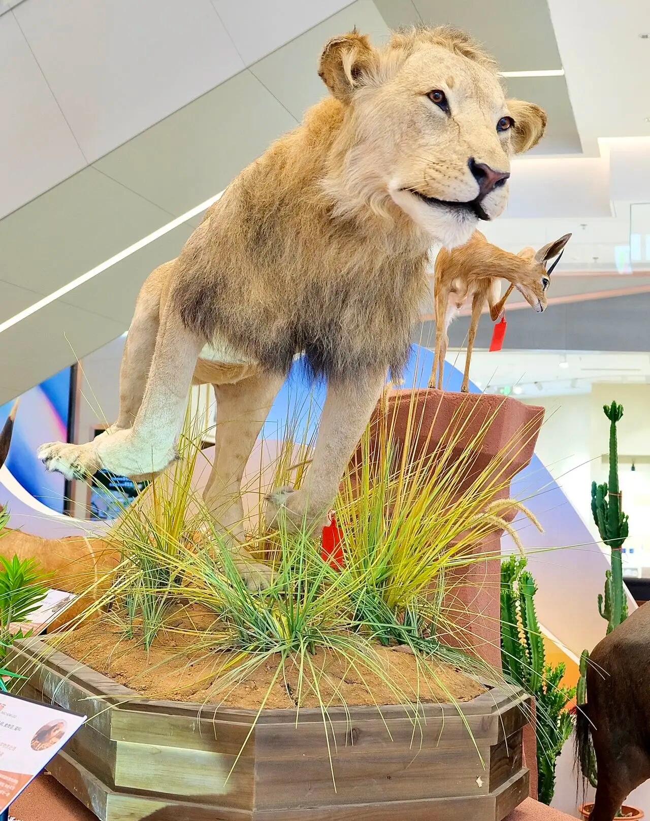 仿真动物标本长颈鹿狮子老虎非洲动物大迁徙