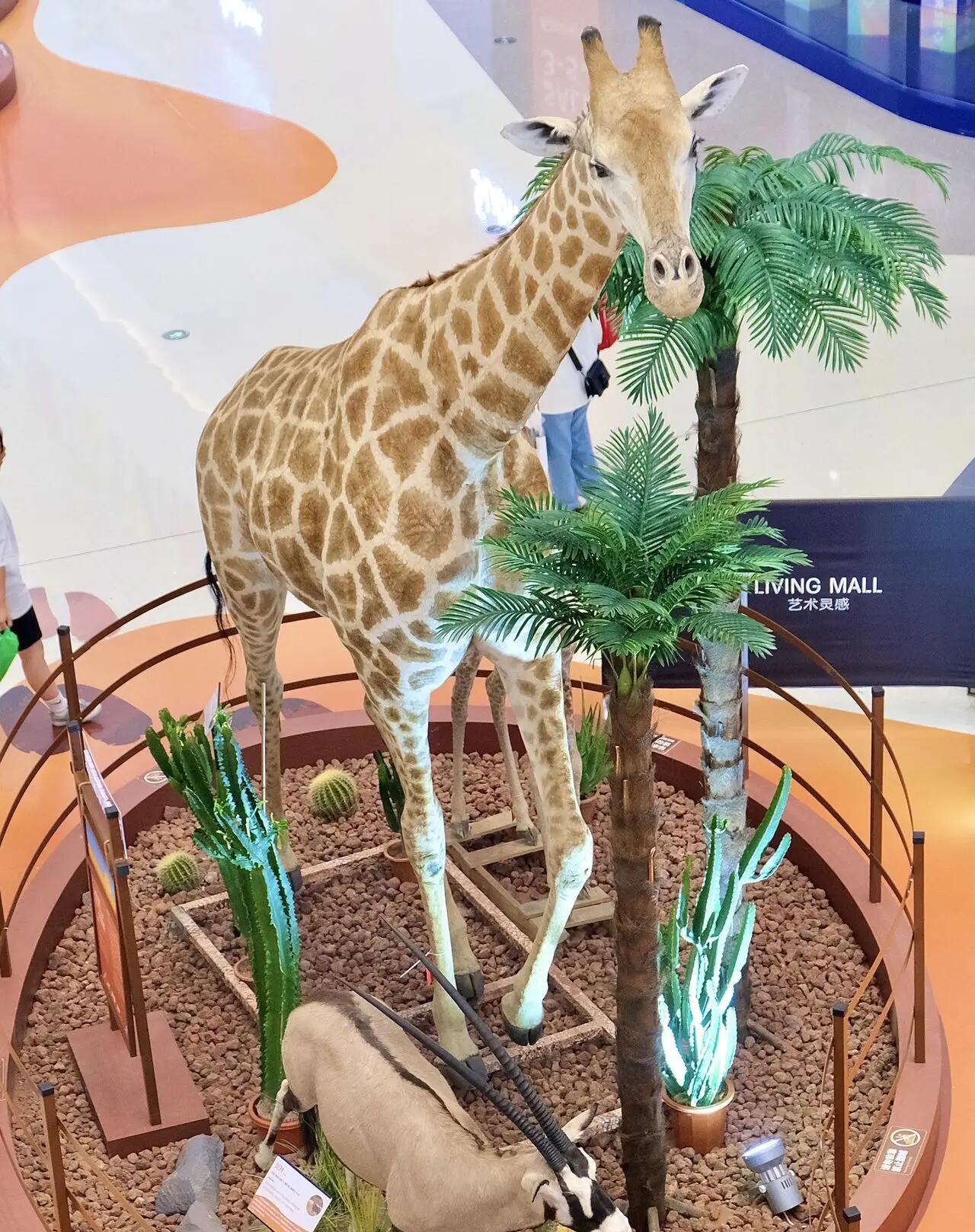 仿真动物标本长颈鹿狮子老虎非洲动物大迁徙