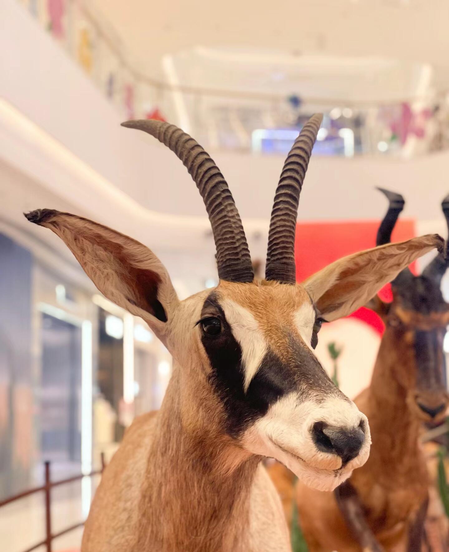 仿真动物标本长颈鹿狮子老虎非洲动物大迁徙