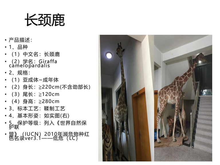 上海雅创——标本展 动物标本展  科普展 