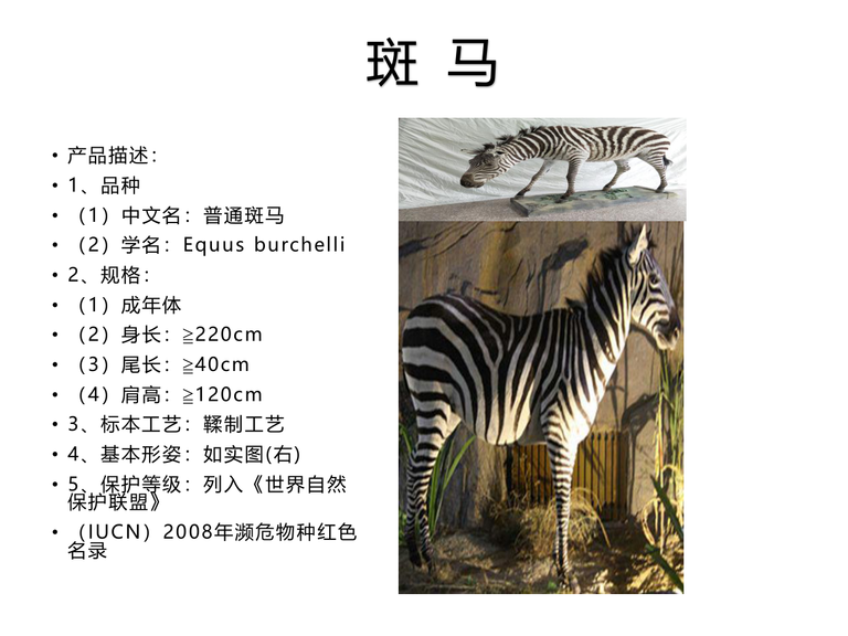 上海雅创——标本展 动物标本展  科普展 