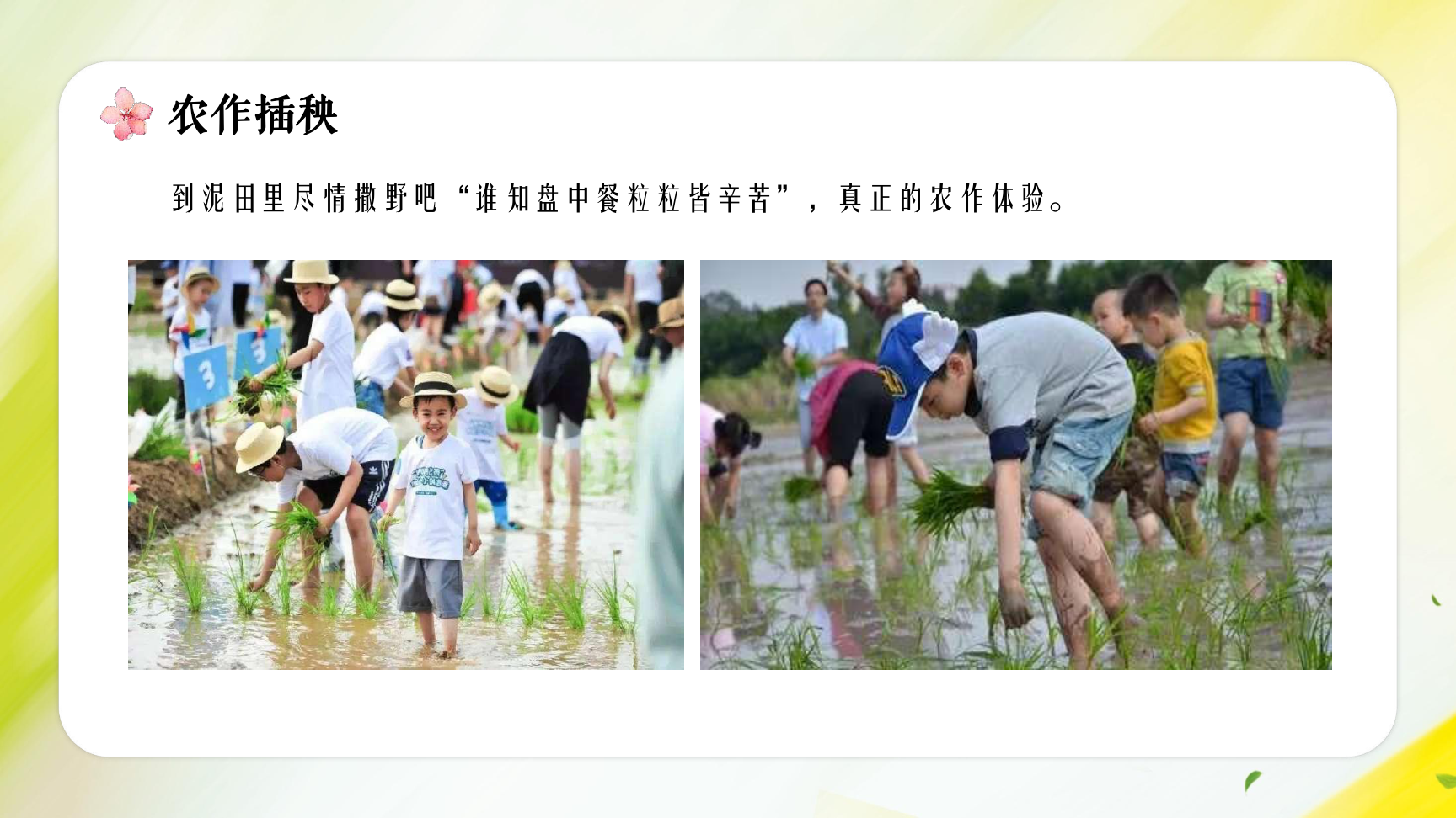 齐扬团建——昆明幼儿中小学生课外农耕研学劳动实践活动